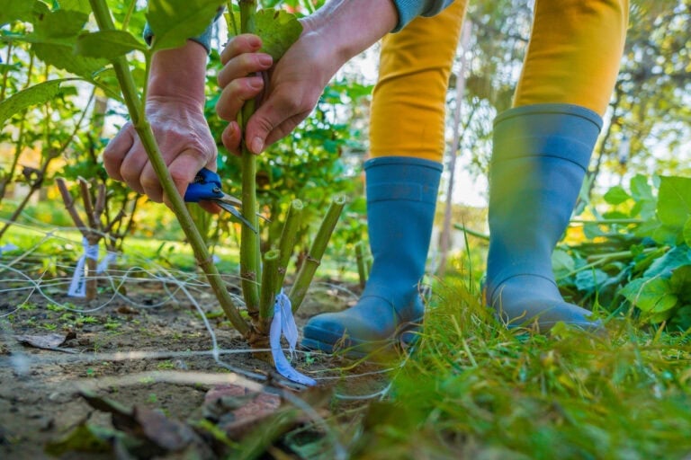 What To Cut Back Vs Leave Standing In A November Garden