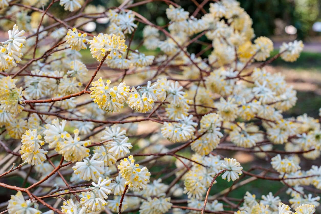 Edgeworthia (Paperbush bark)