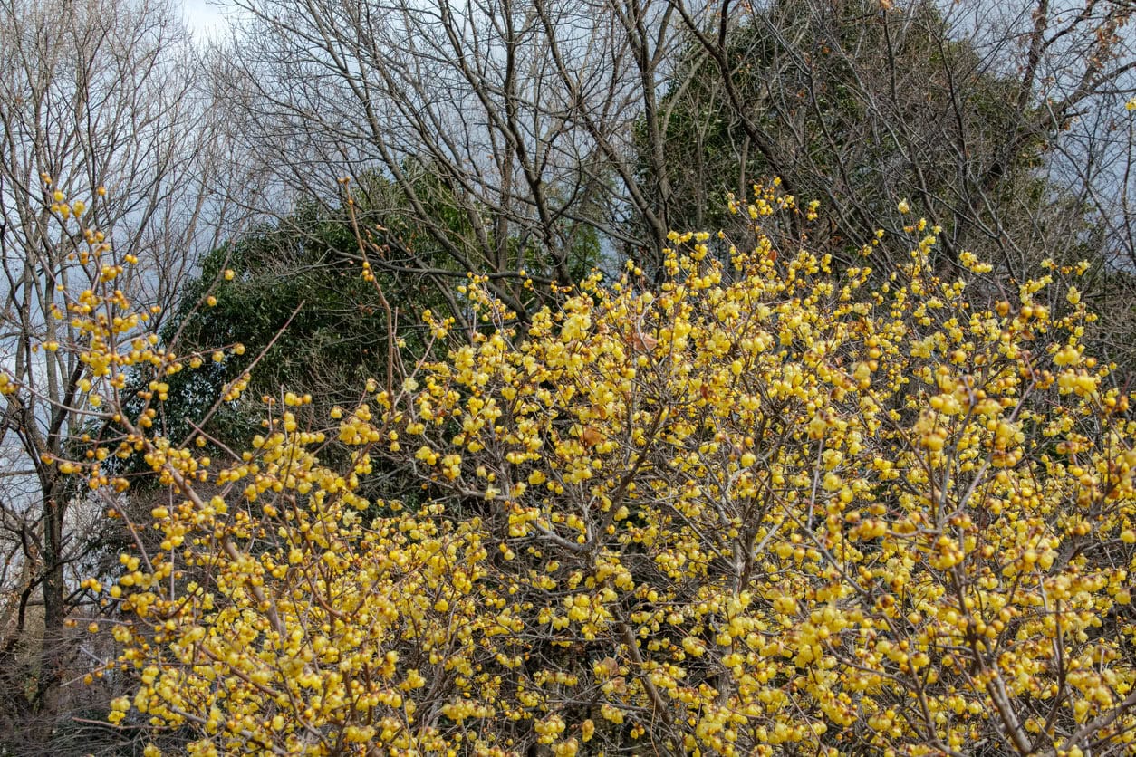 Wintersweet