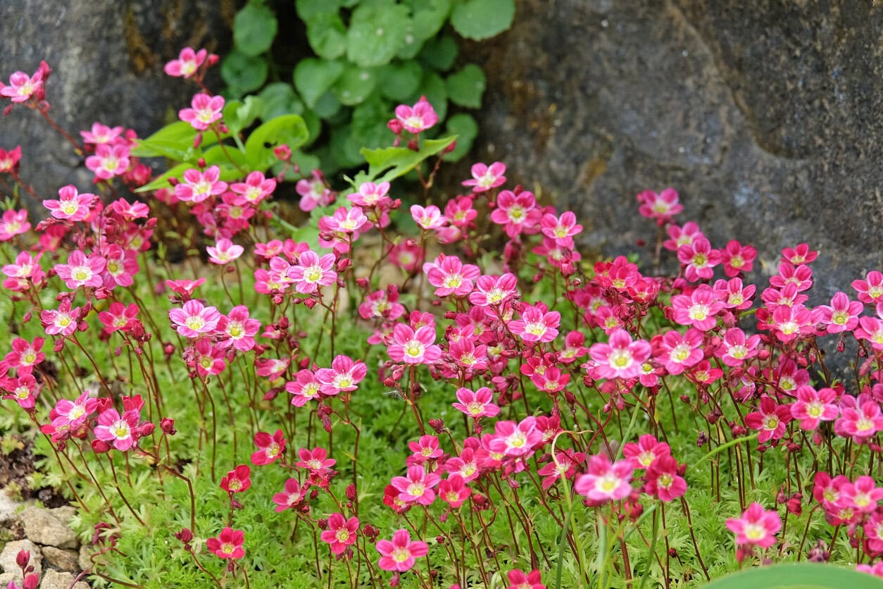 Saxifraga (Saxifrage 'Peter Pan')