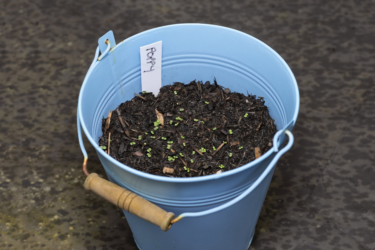 Poppy Seedlings Germinating