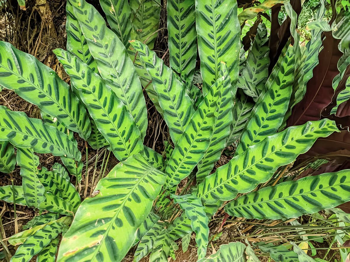 Rattlesnake Plant (Calathea lancifolia)