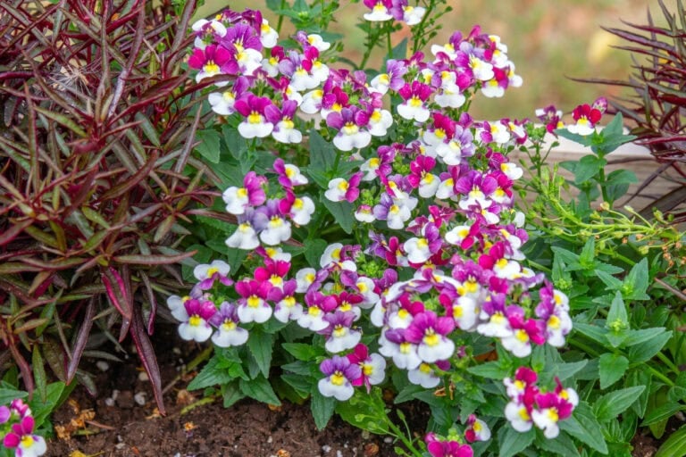 12 Flowers That Practically Deadhead Themselves