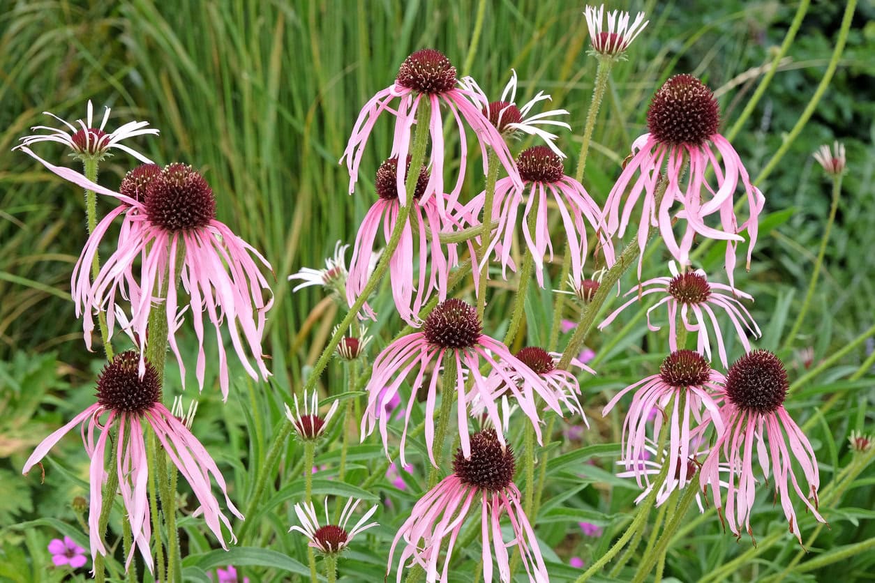 Pale Purple Coneflower (Echinacea Pallida)