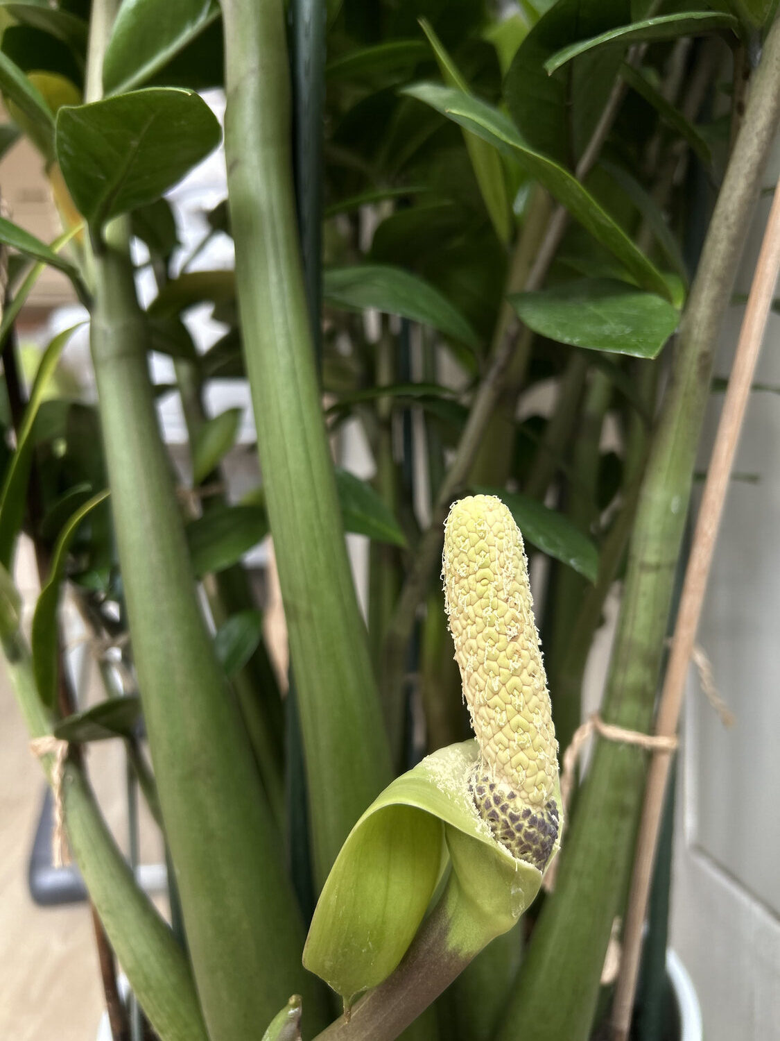 Zamioculcas zamiifolia flower bud