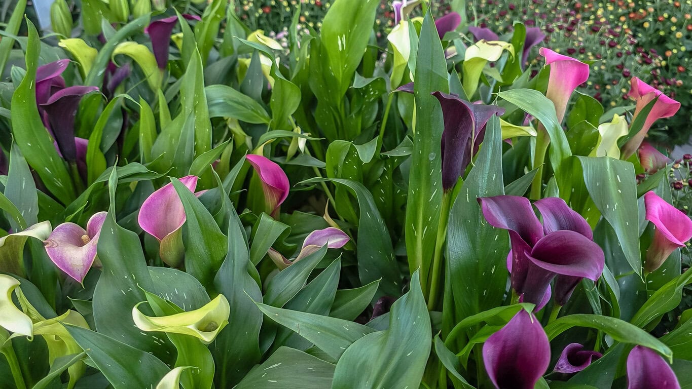Calla Lilies