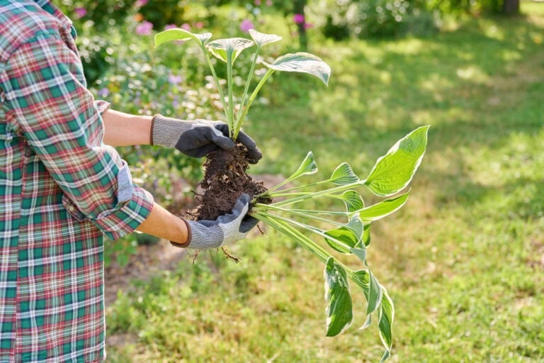 11 Perennials You Can Still Divide in November (Even in Cold Zones)