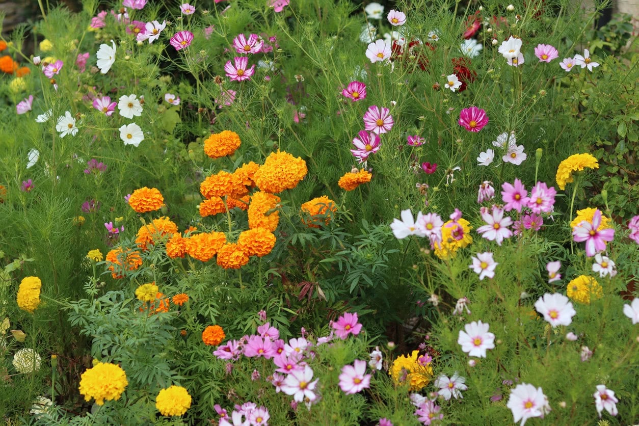 Marigolds and Cosmos