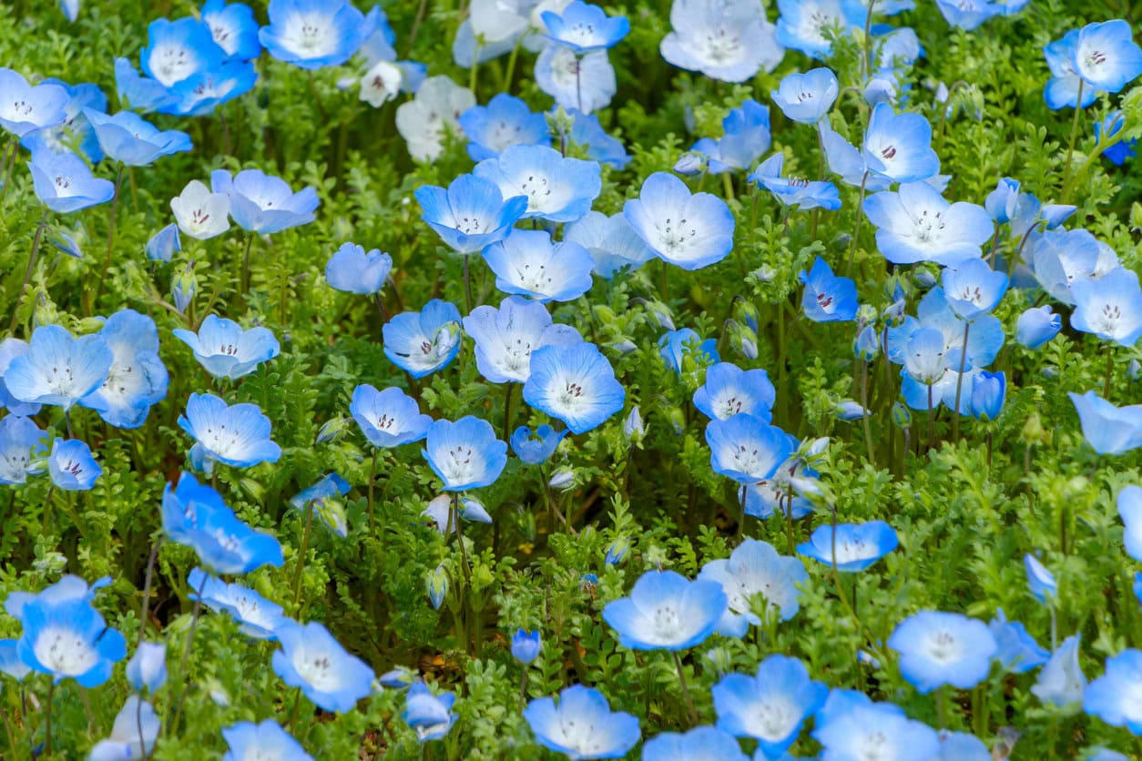 Baby Blue Eyes (Nemophila menziesii)