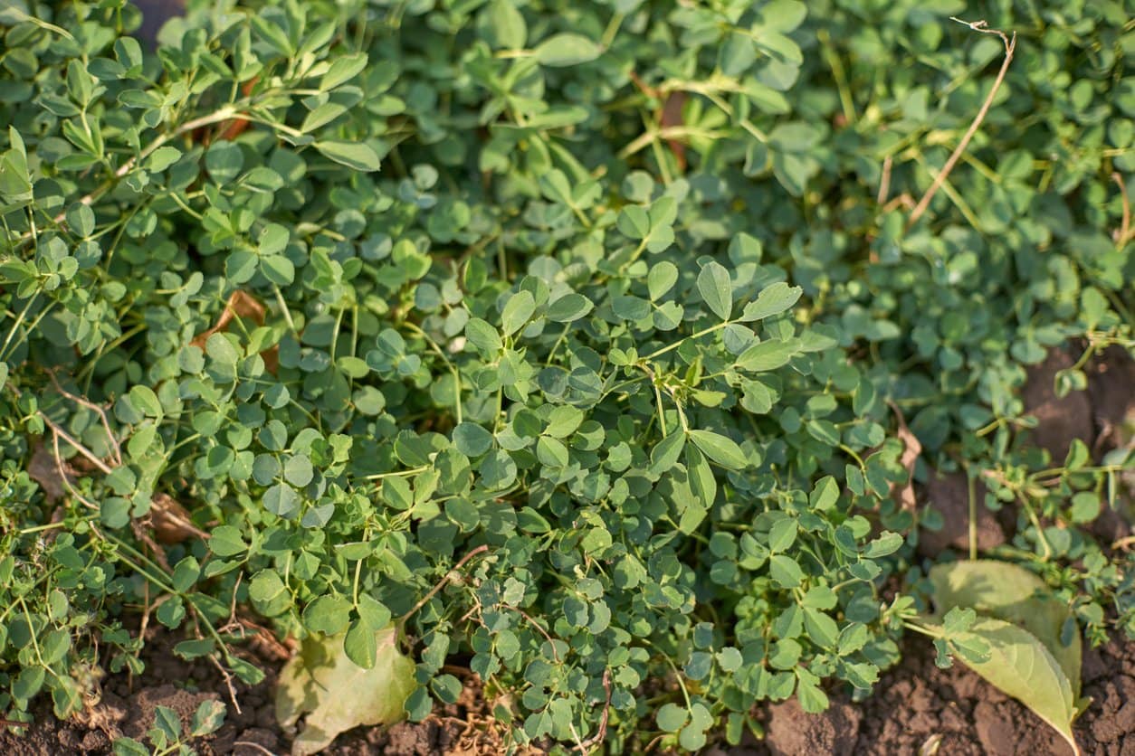 Alfalfa