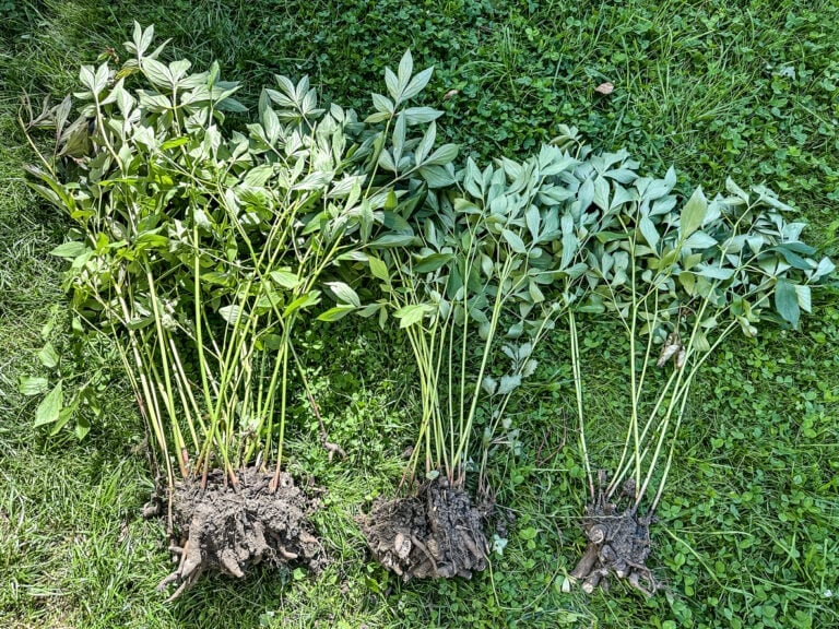 9 Perennials to Move or Transplant Before Winter