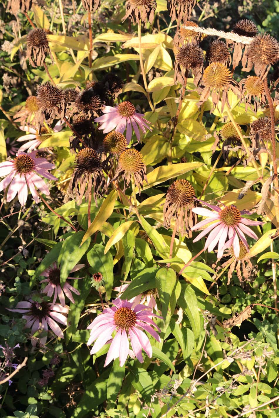 Coneflower in fall