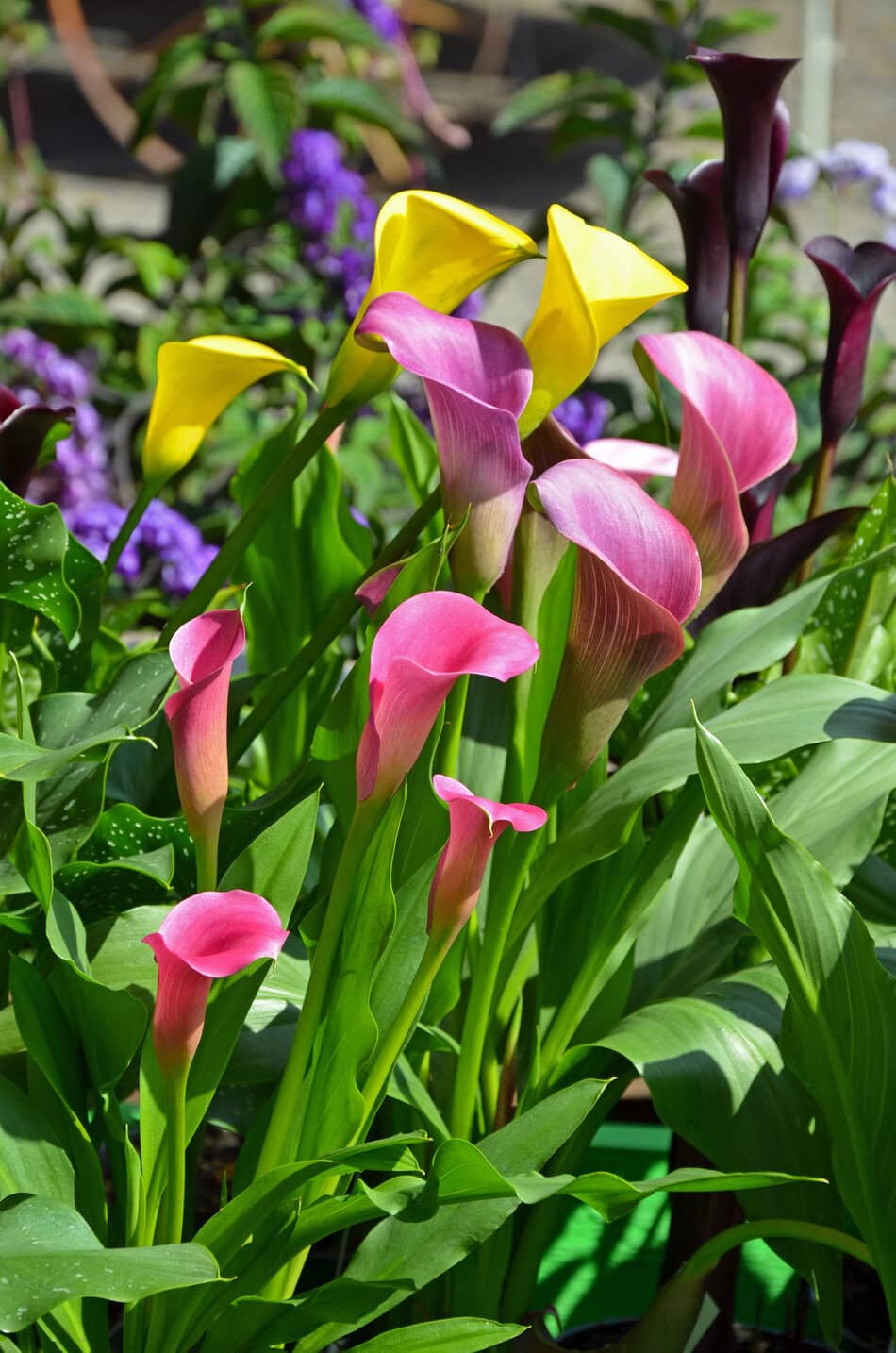 Calla Lilies