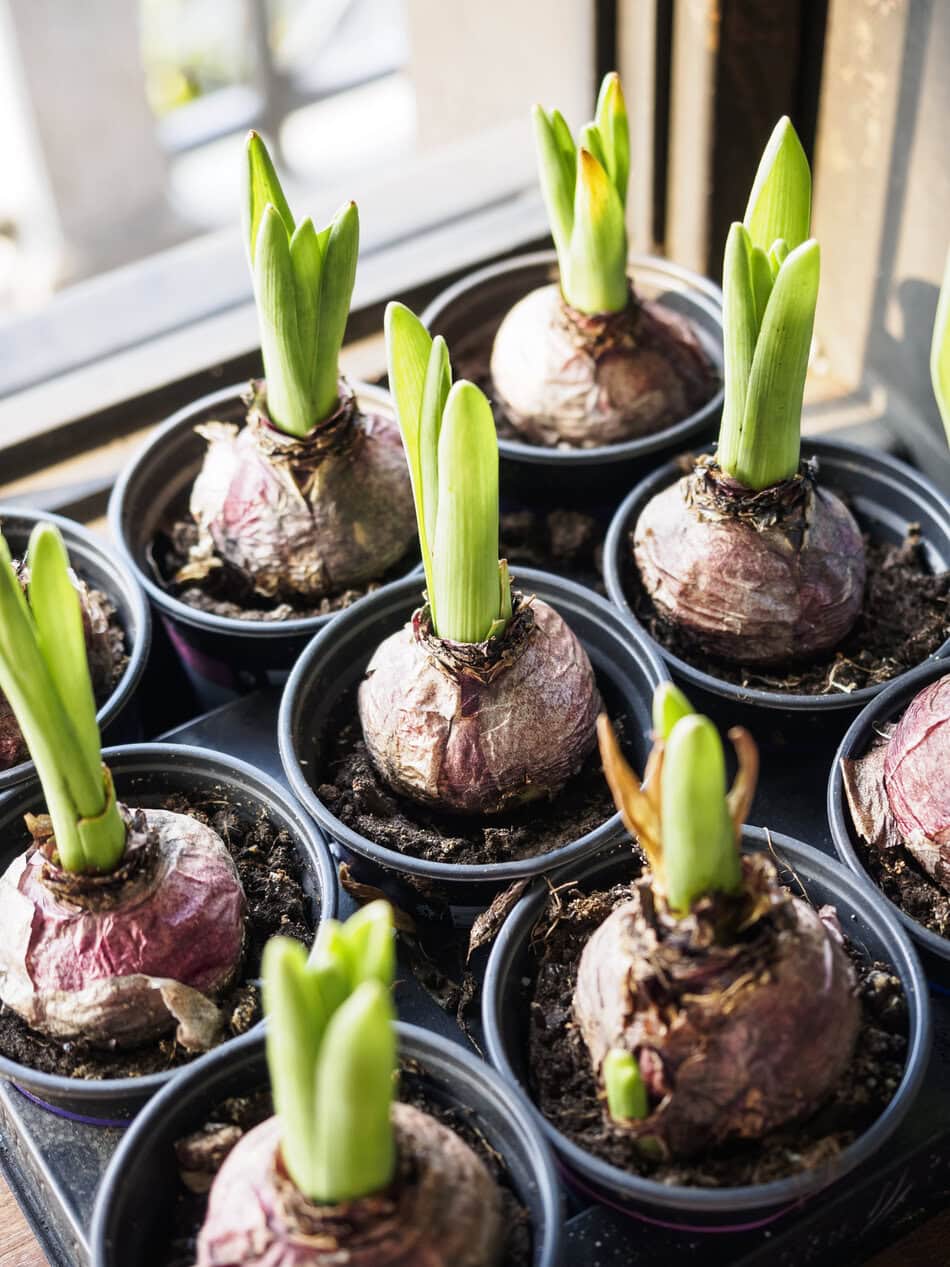 Bulbs growing indoors