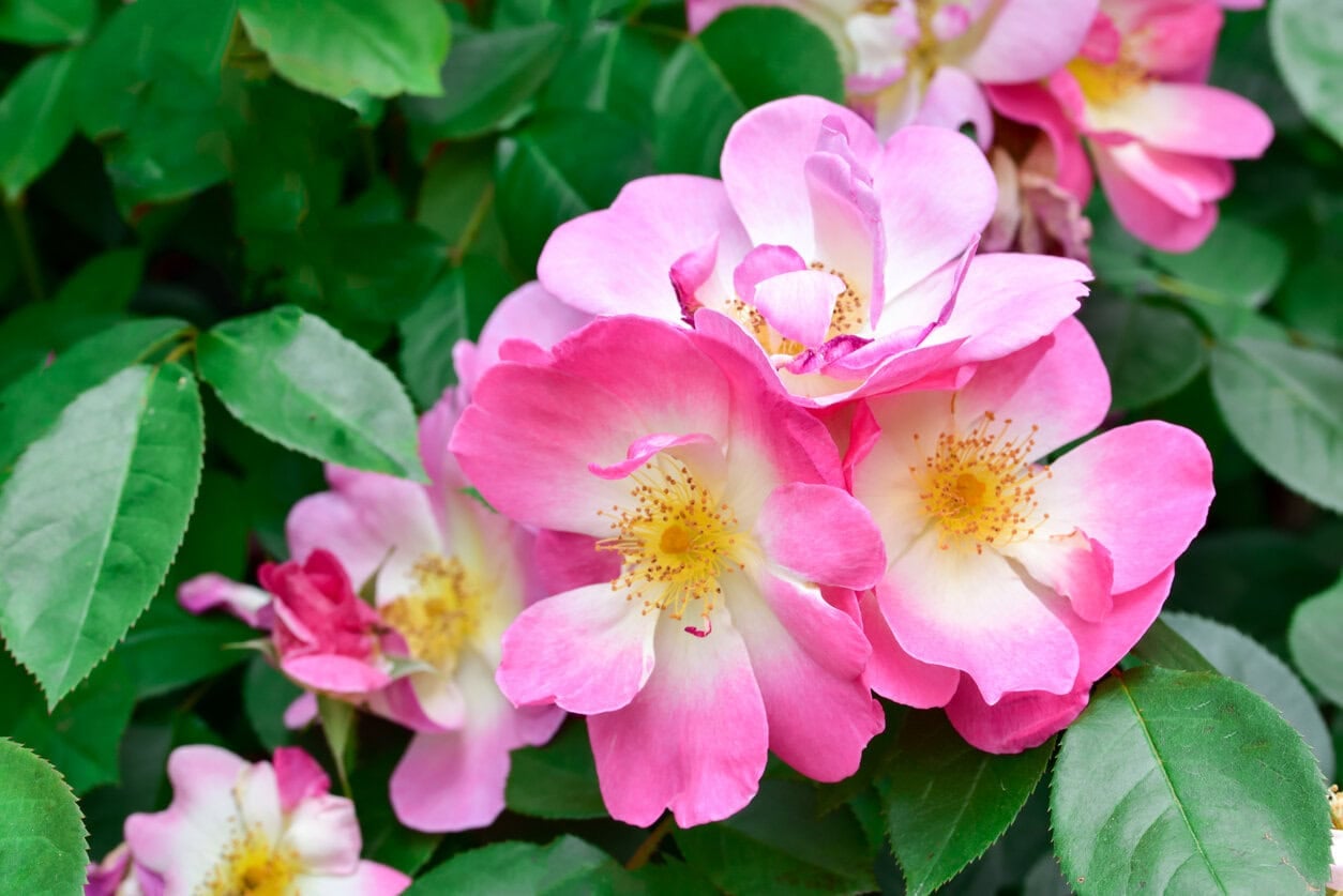 Pfirsich-Limonade-Rose