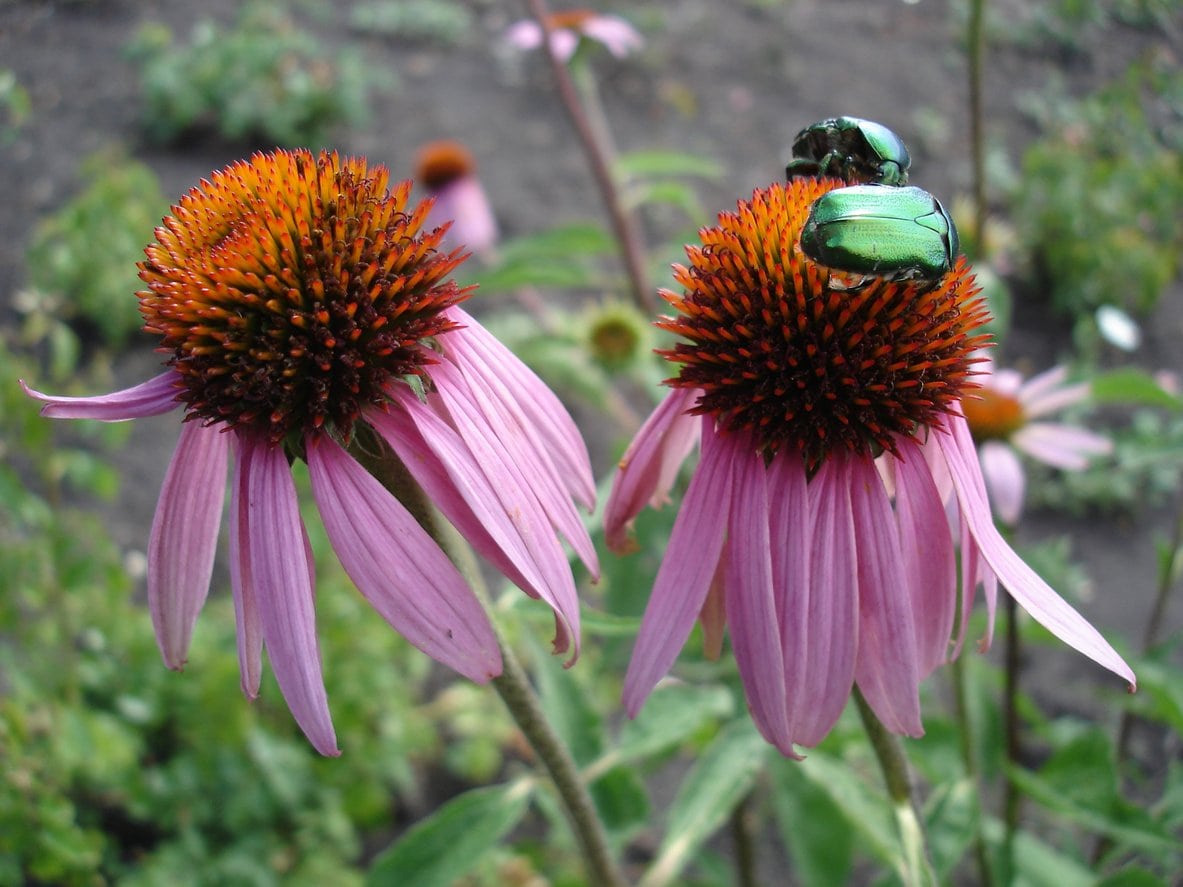 green chafer beetles on Coneflower