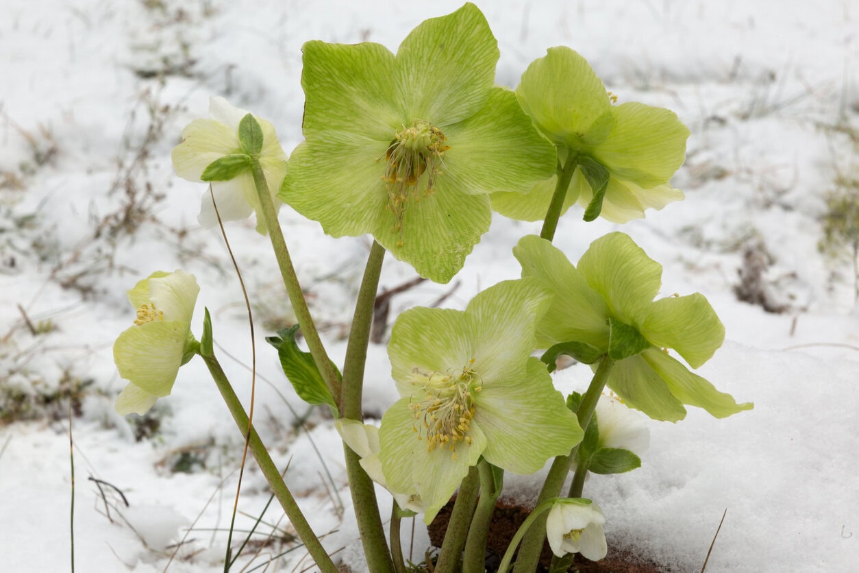Christrosen (Nieswurz)
