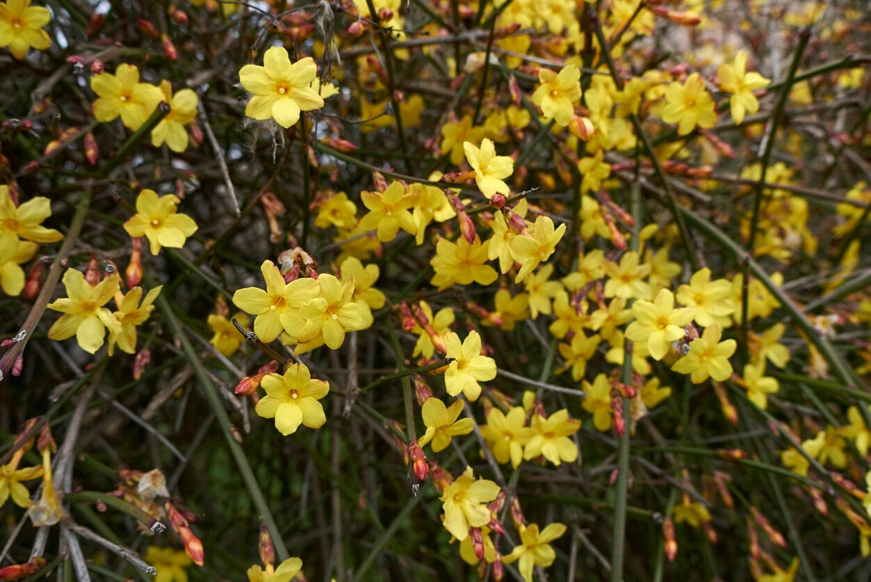 Winterjasmin