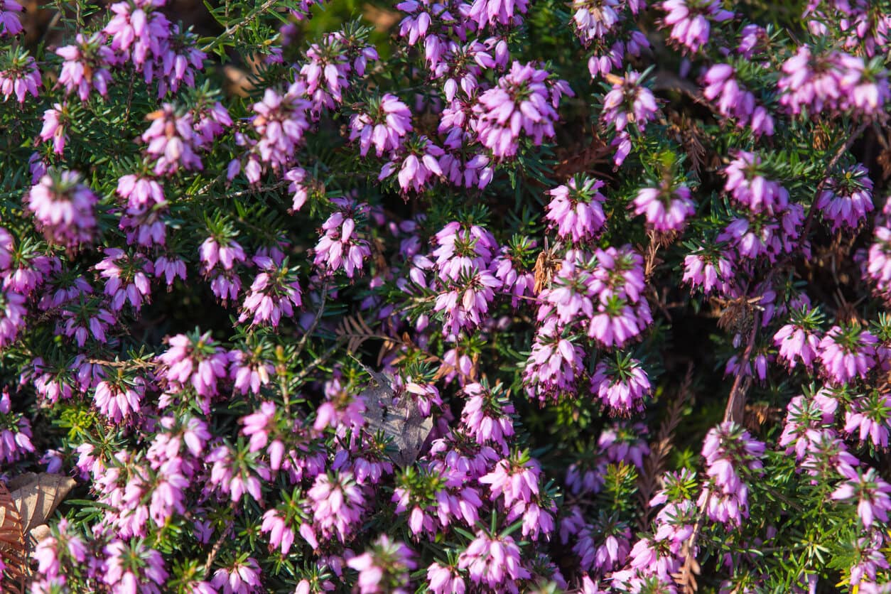 Heidekraut Winter (Erica carnea)