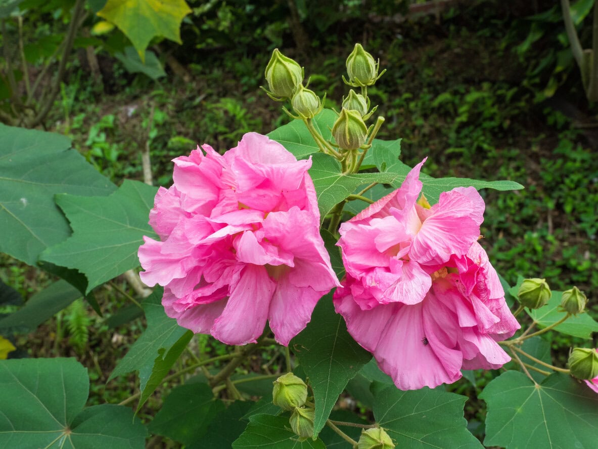 Hibiscus Confederate Rose