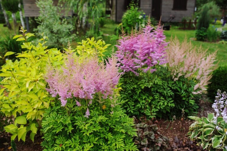 14 Best Flowers To Grow In Clay Soil