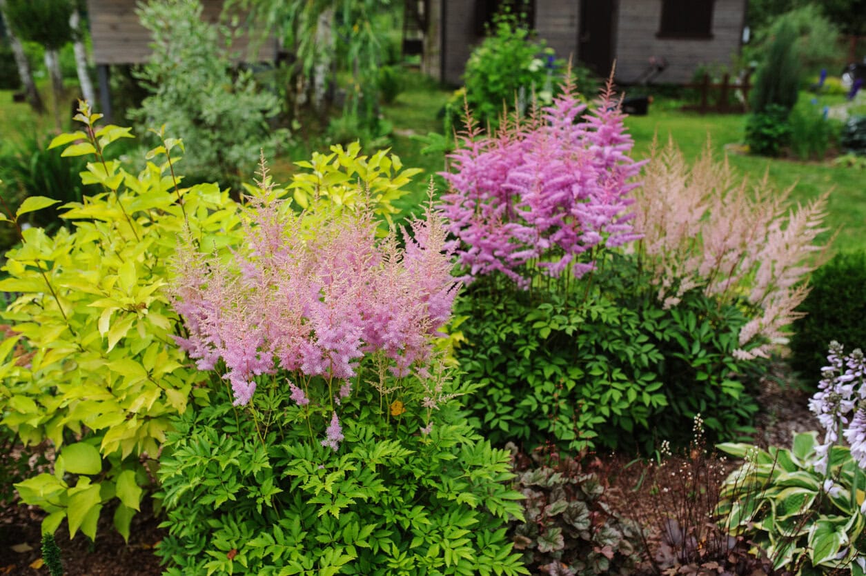 astilbe and hostas and cornus shrubs