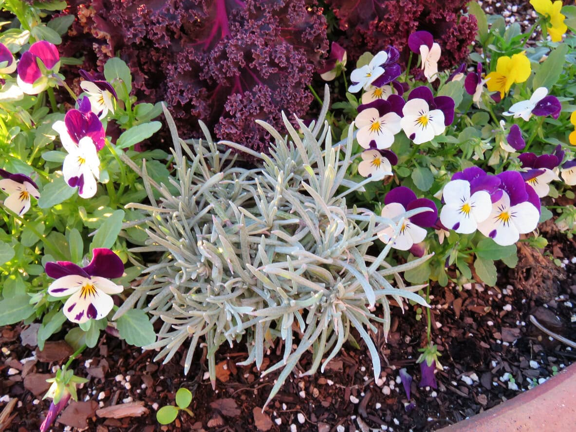 Ornamental kale, pansies or violas and dusty miller. Winter annual flowers