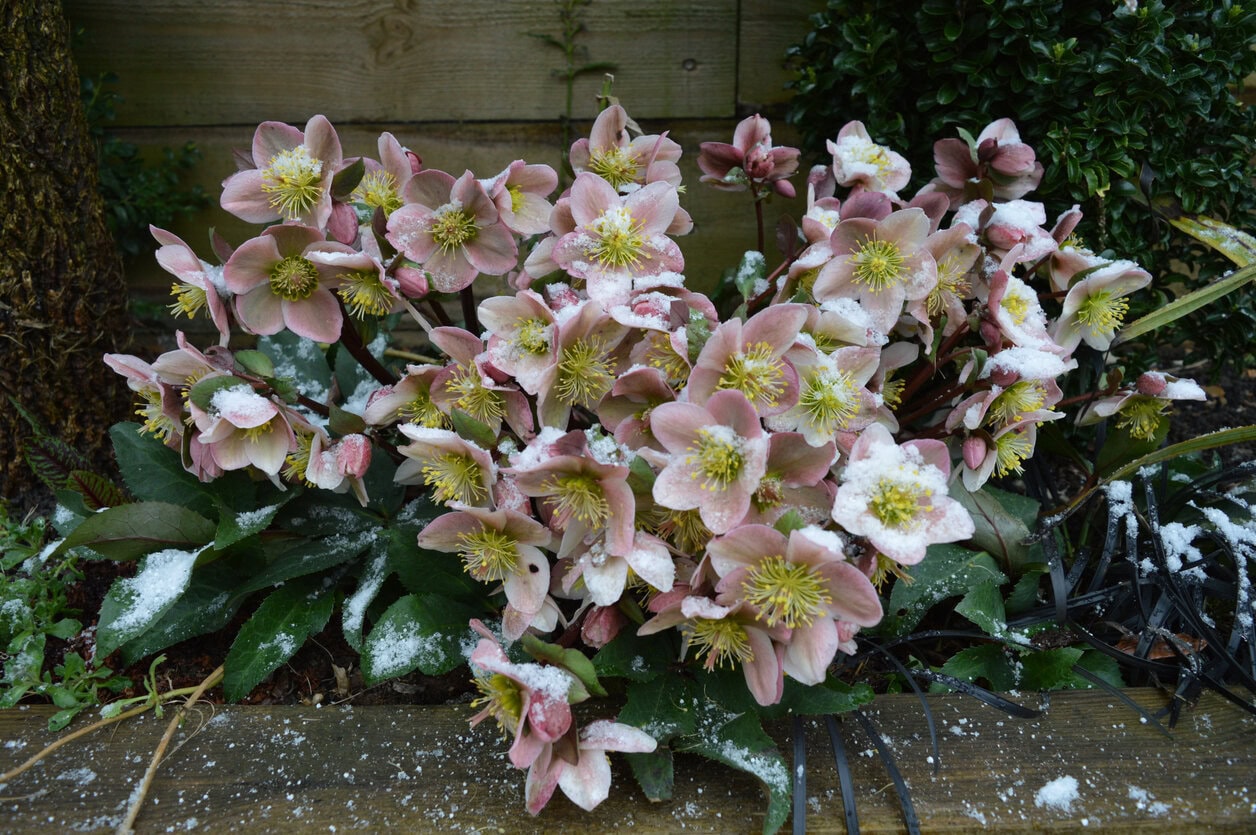 Christrosen Schnee