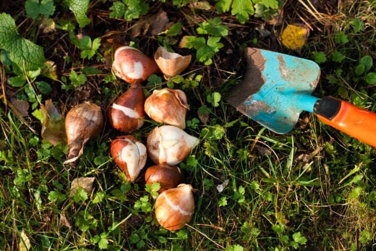 Last-Minute Bulb Planting: What Still Works in Late November/Early December