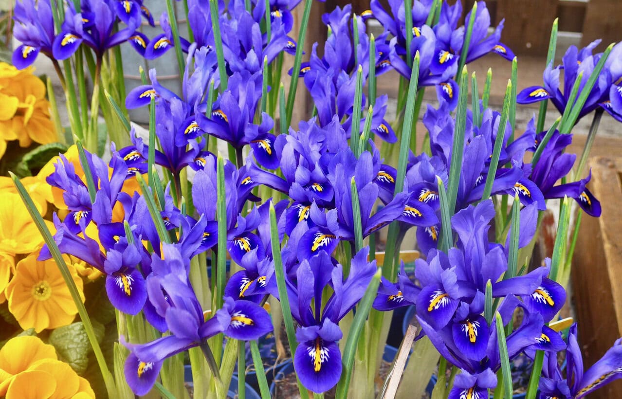 Dutch Iris