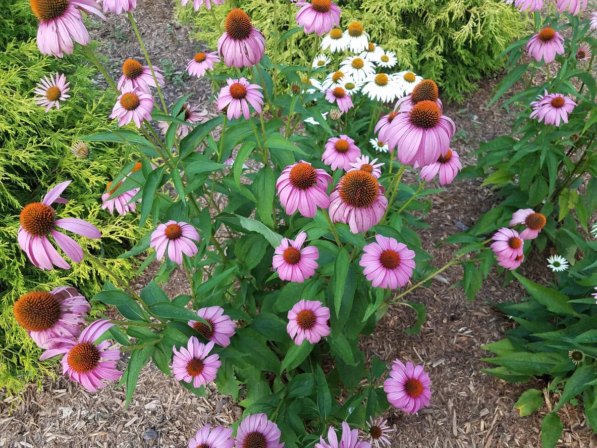 Coneflowers