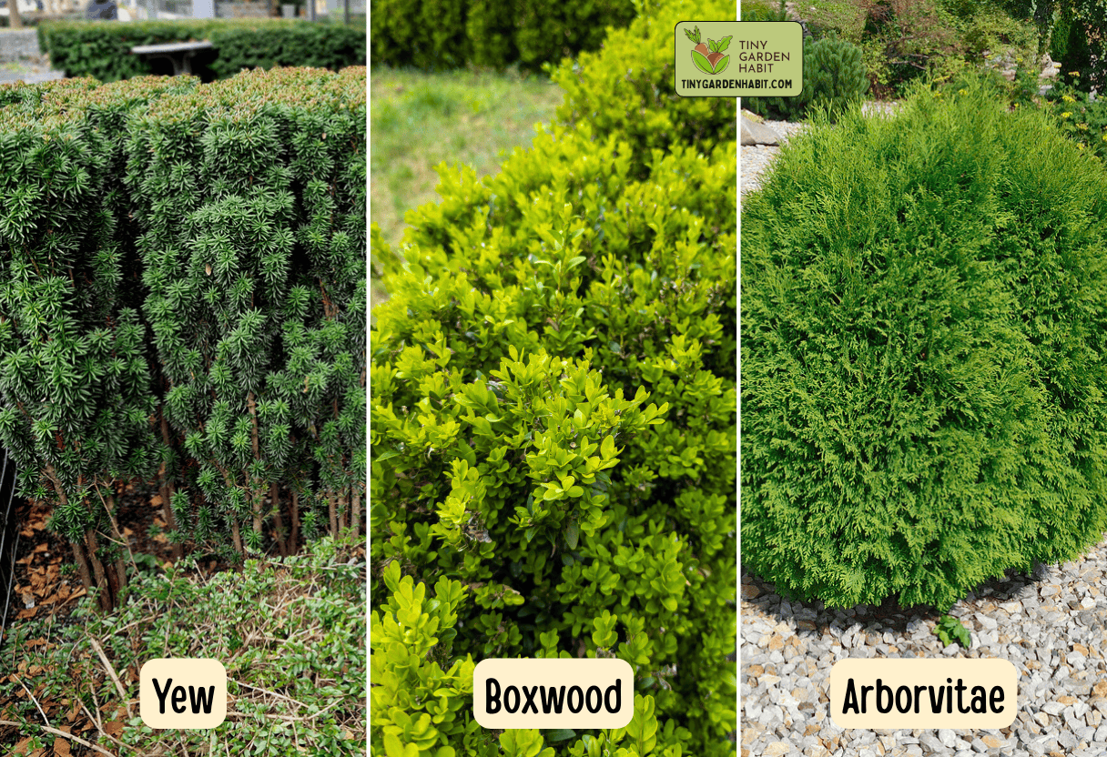 Evergreen Hedges