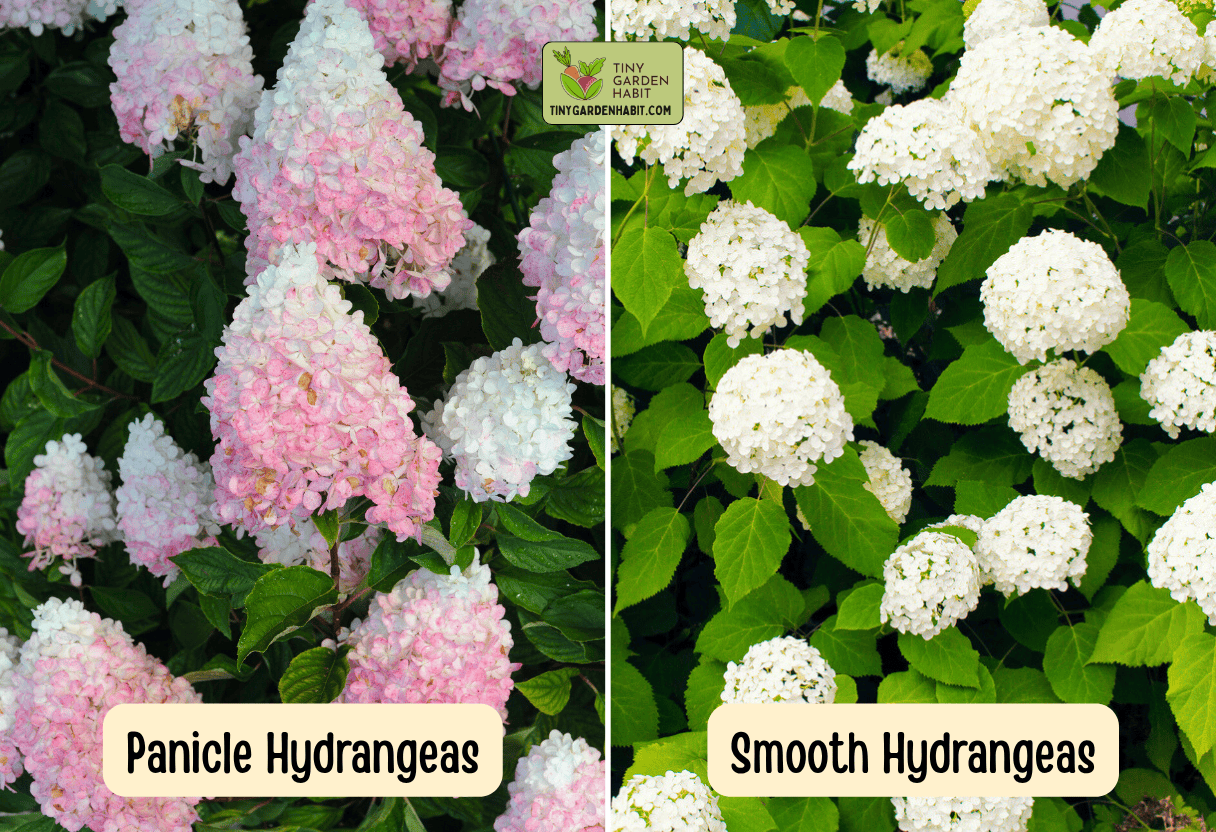 Hydrangeas New Wood