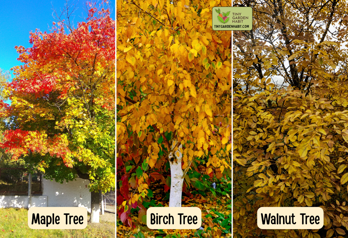 Maple, Birch and Walnut Tree