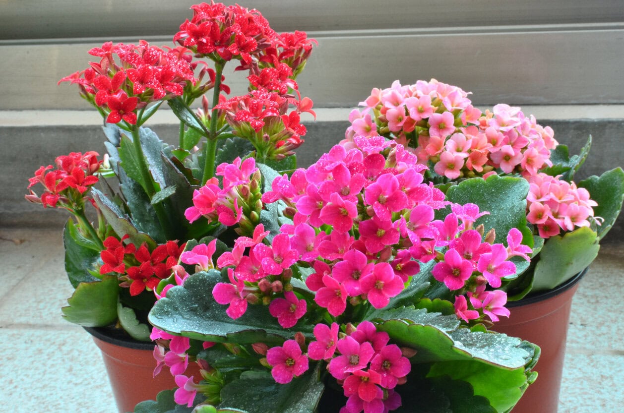 Kalanchoe