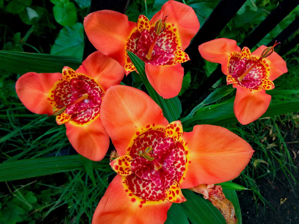 Tigridia (Tiger Flower)