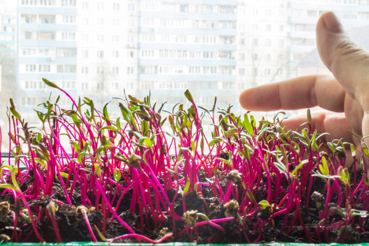 Beets microgreens