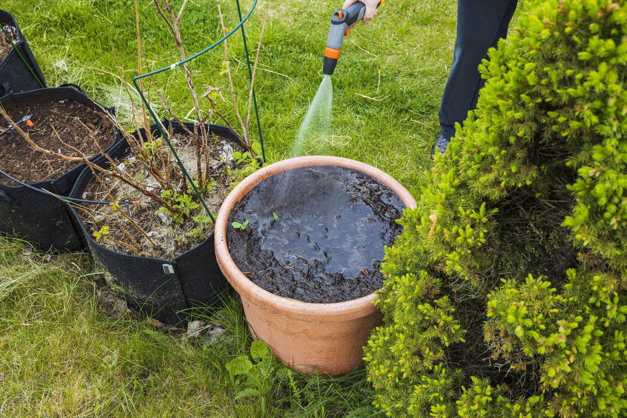 watering plants