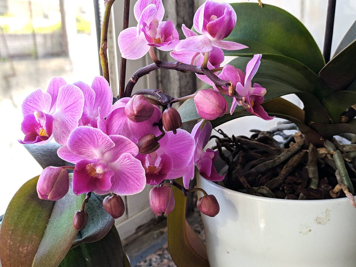 Orchid