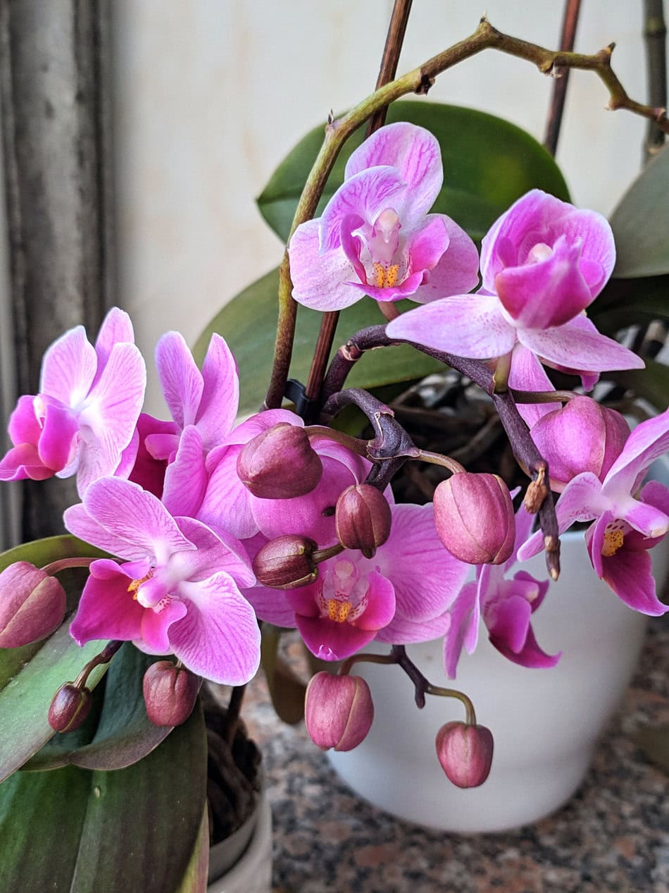 orchid