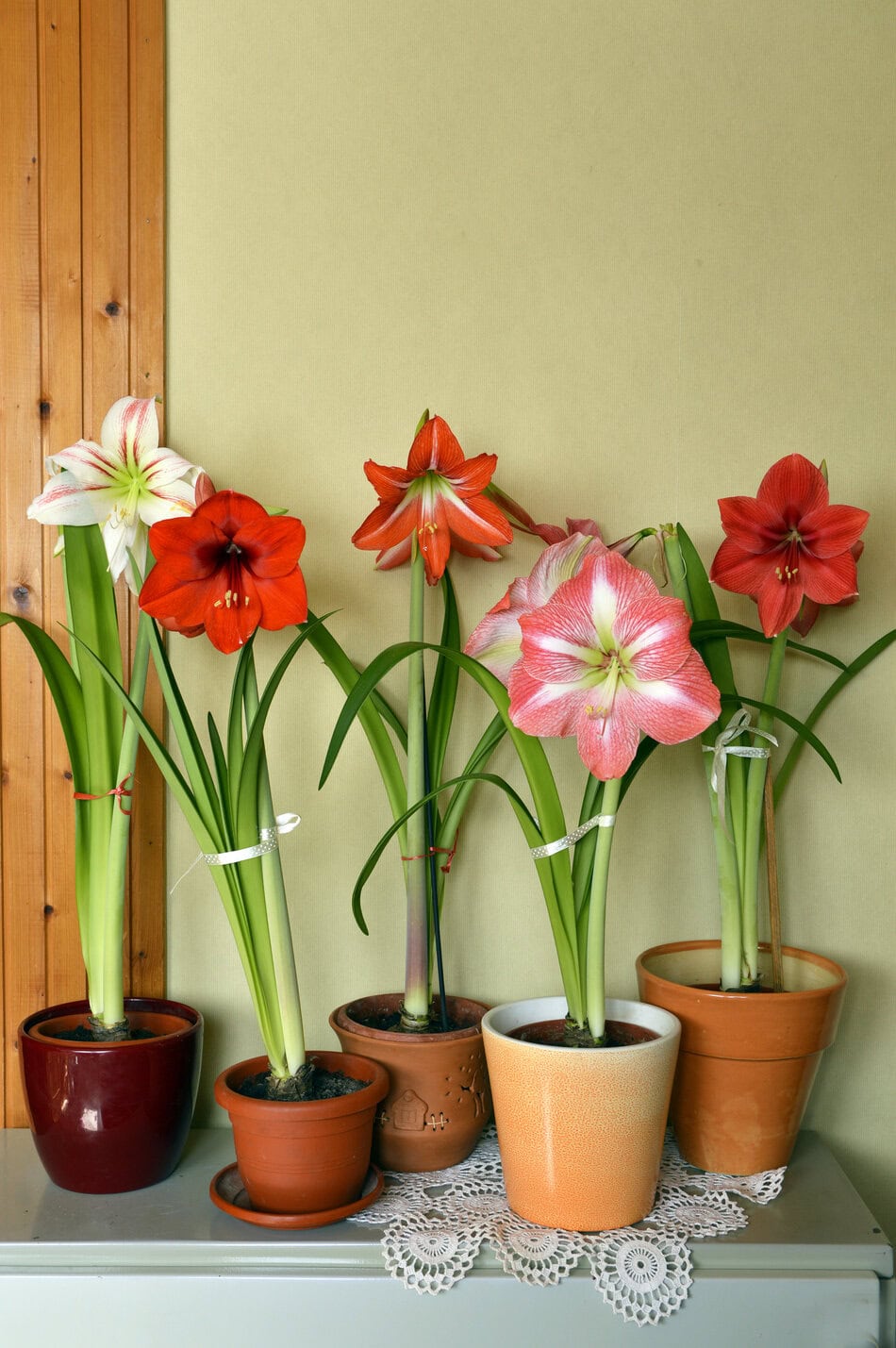 amaryllis