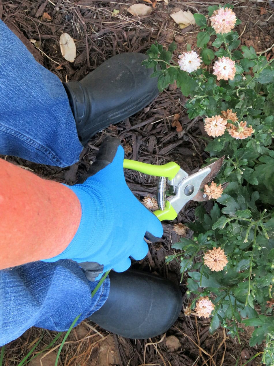 pruning chrysanthemums