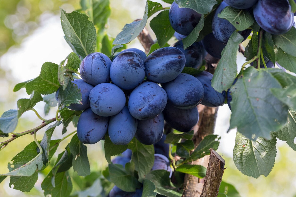 European Plums (Prunus domestica)