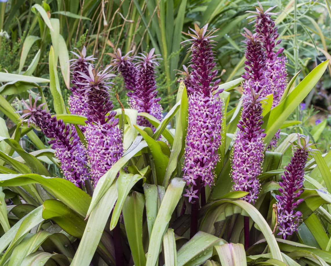Pineapple Lily (Eucomis 'Joy's Purple')