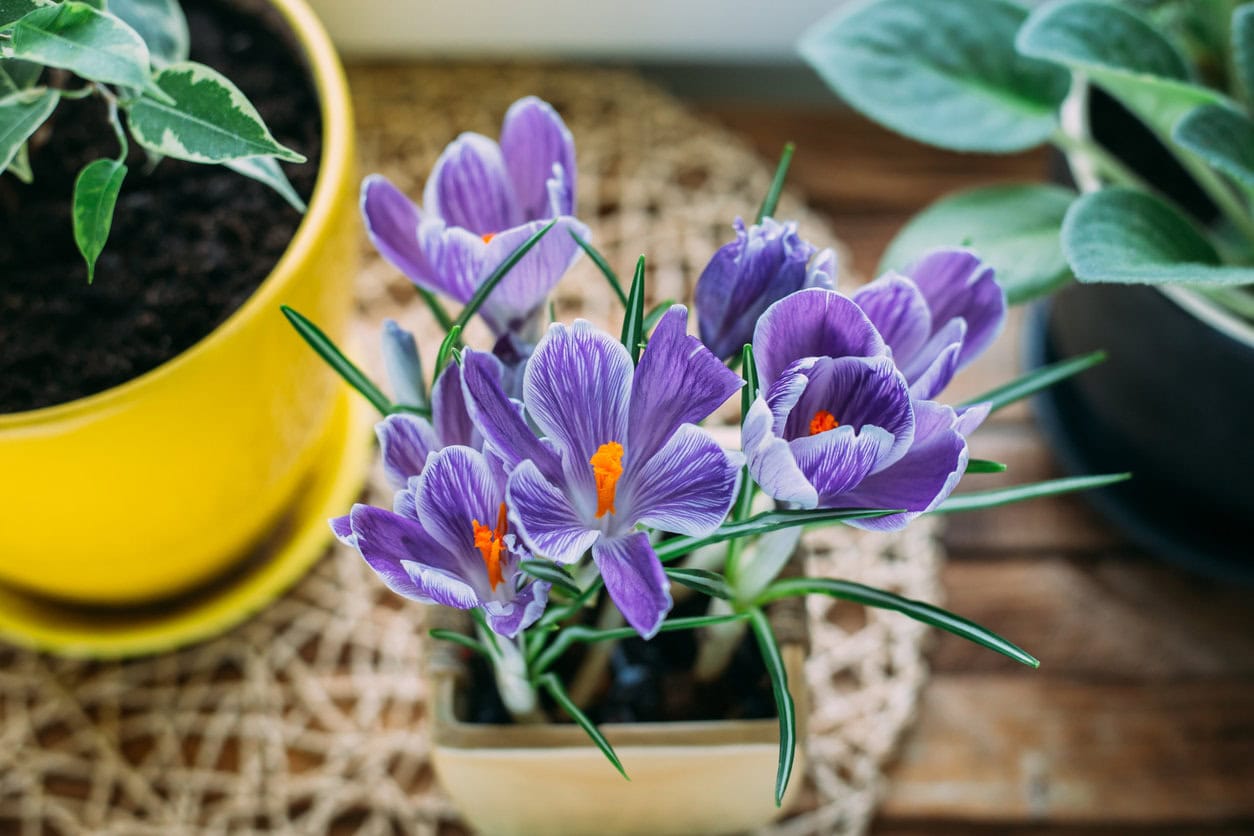 Crocus bulbs indoors