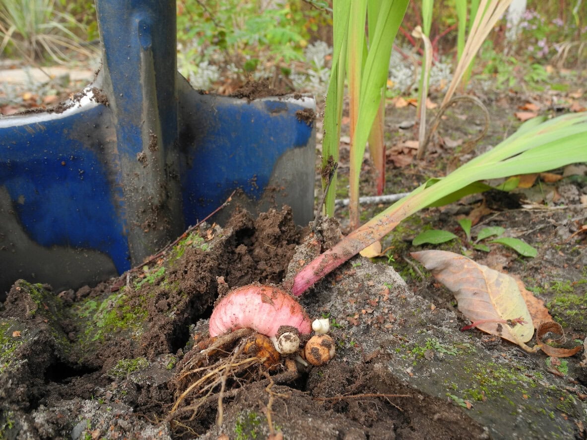 Digging Gladiolus bulb before winter for storage