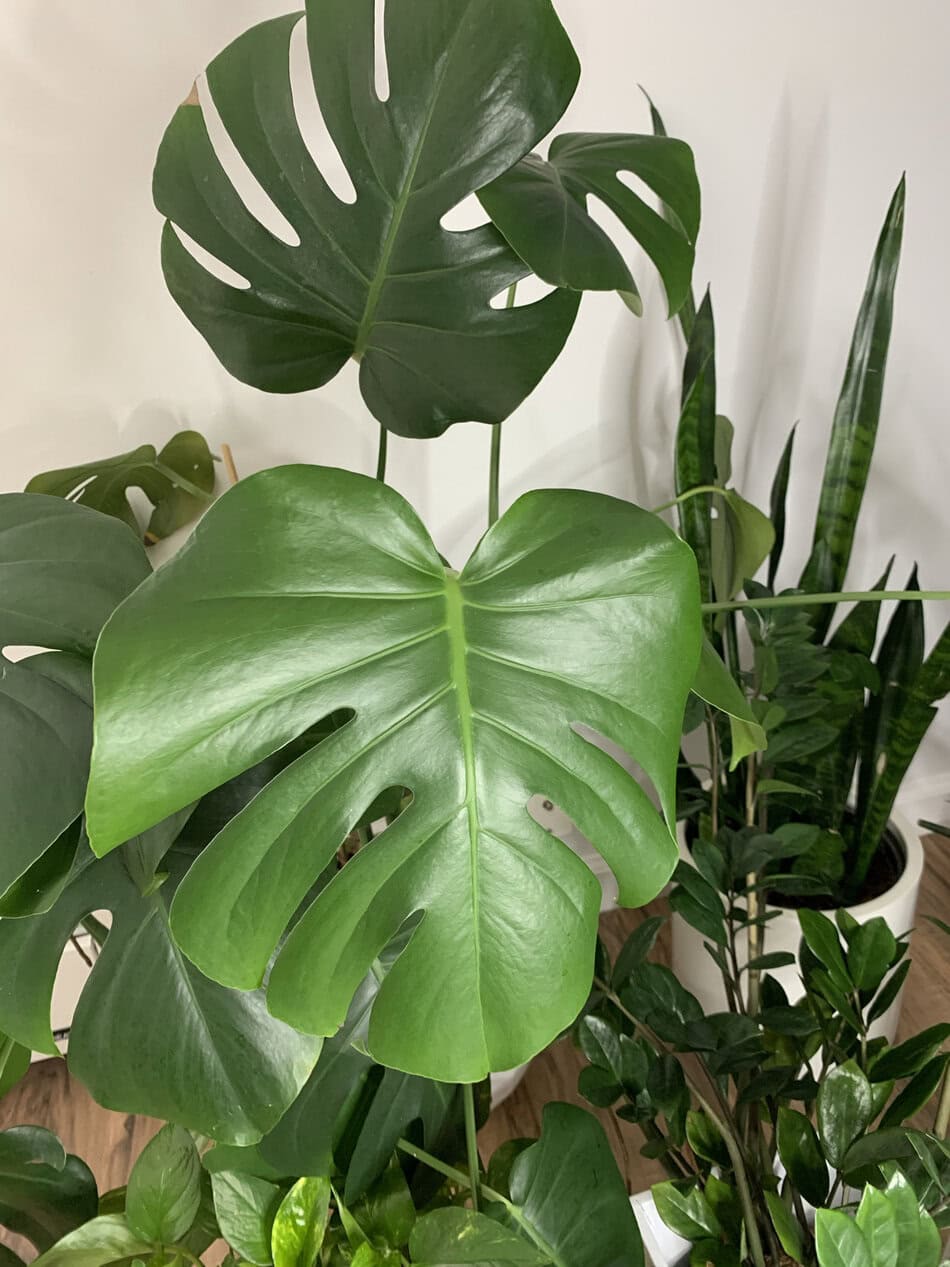 Sansevieria (snake plant) Pothos, ZZ plant and deliciosa Monstera.
