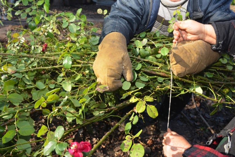 Roses In Winter: The Right Way To Mulch, Prune, & Protect
