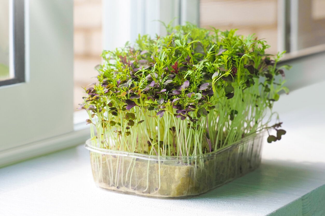 Red Mizuna microgreens
