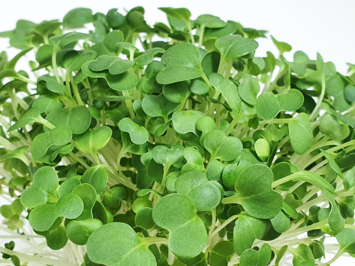 Bok choy microgreens